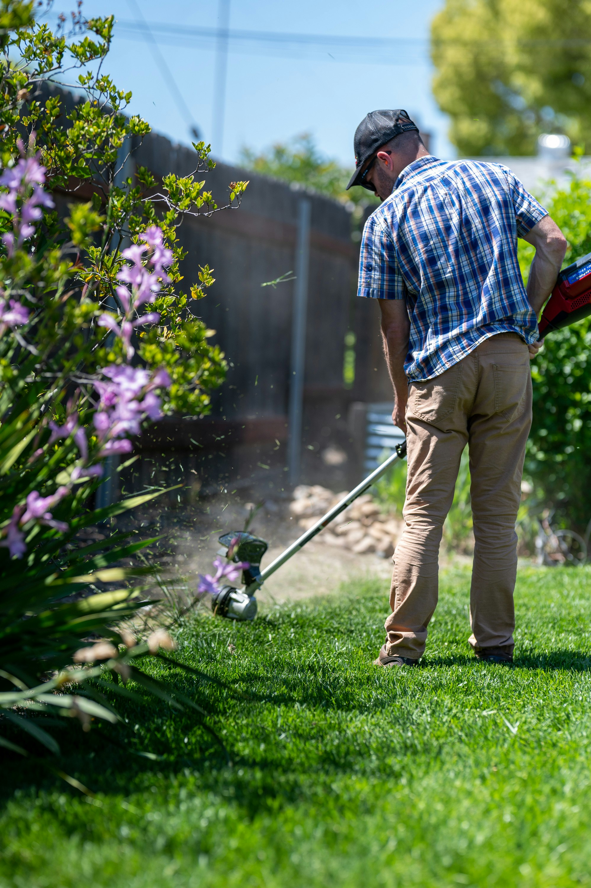 Gardener strimming the edge of a lawn beside flowering shrubs