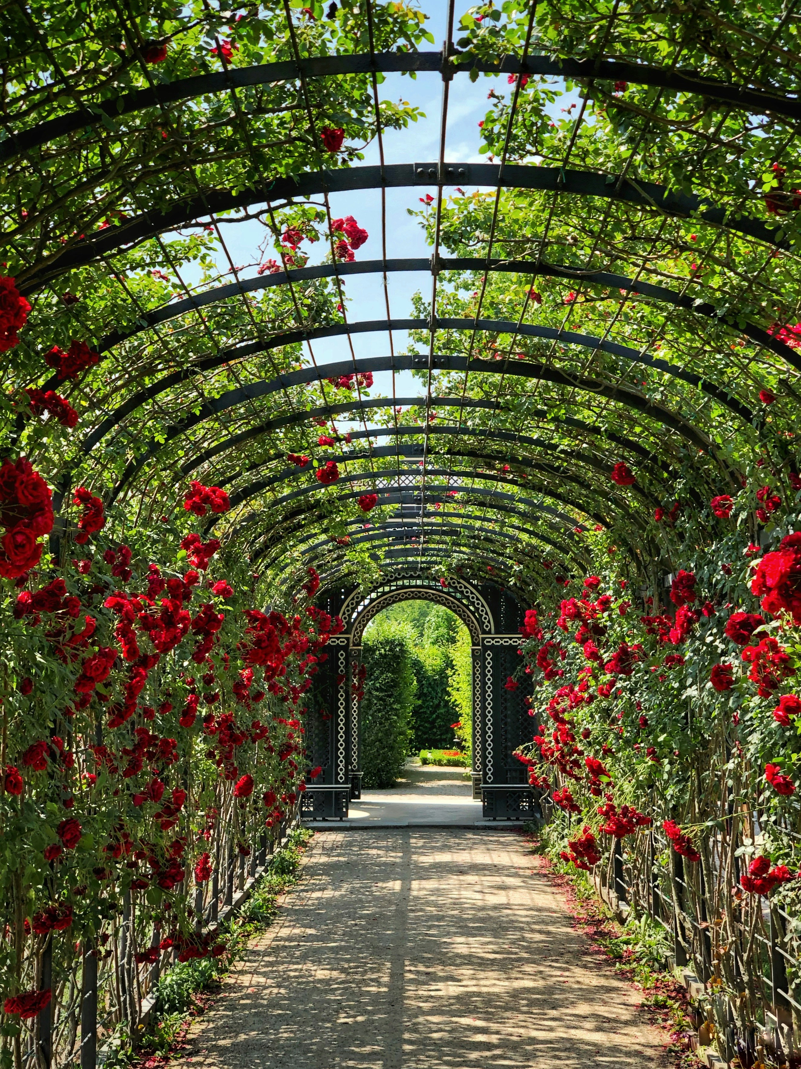 A rose-covered archway leading down a garden path
