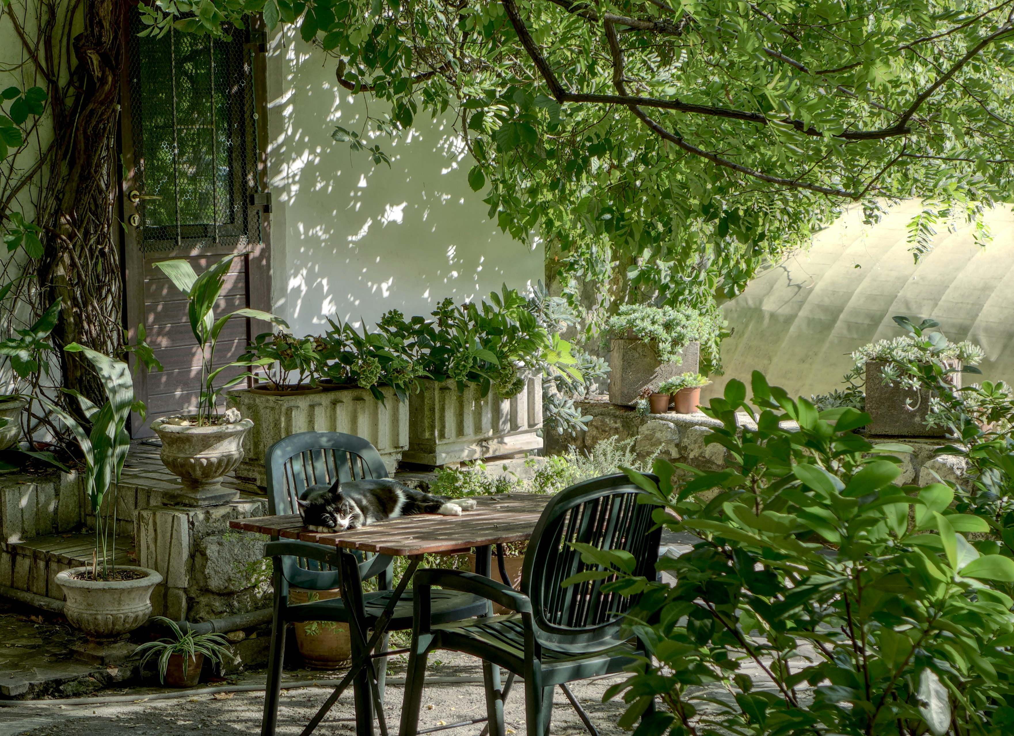 A cat resting on a sunlit garden table surrounded by potted plants