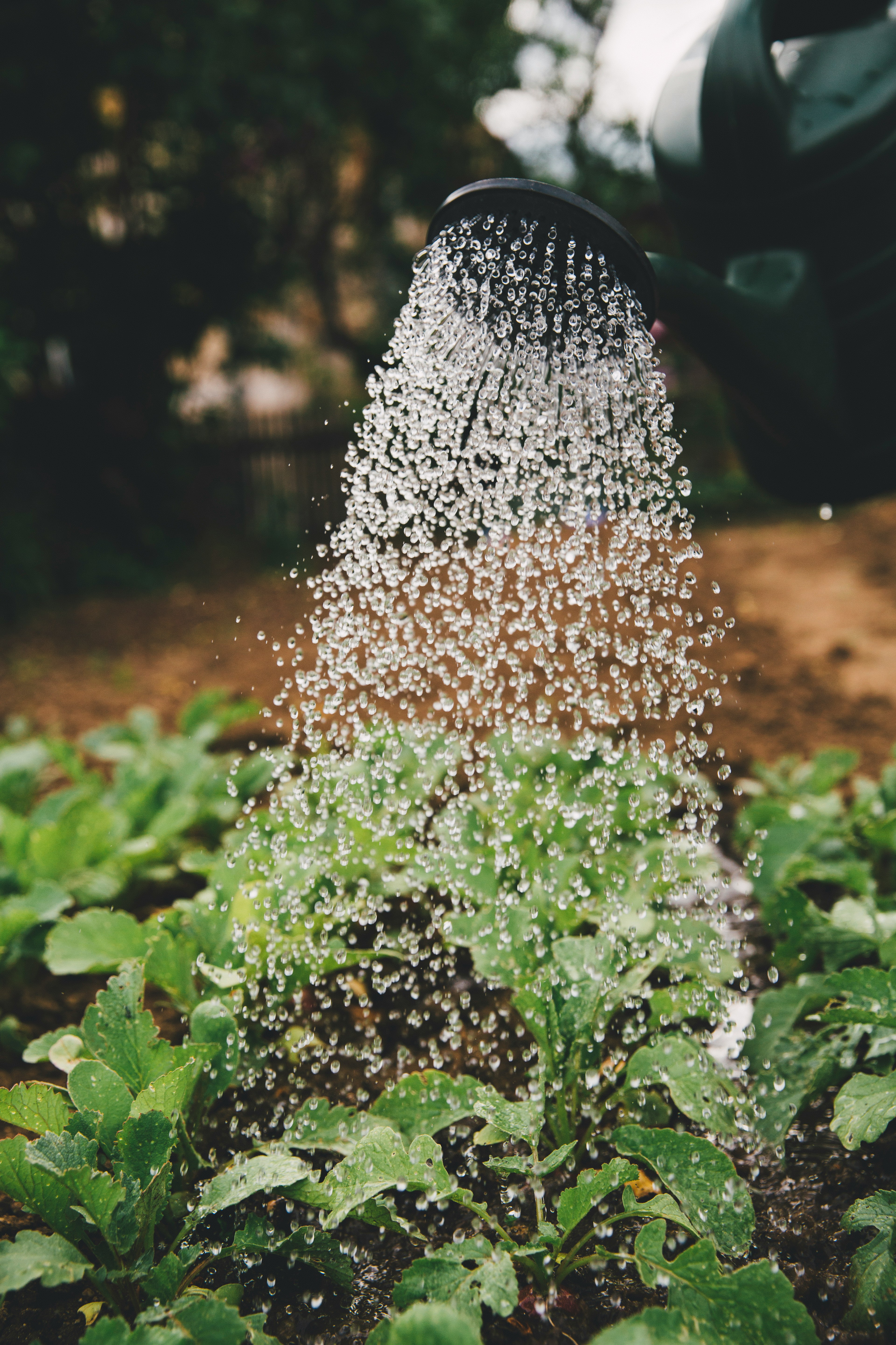 A watering can showering seedlings in a vegetable bed