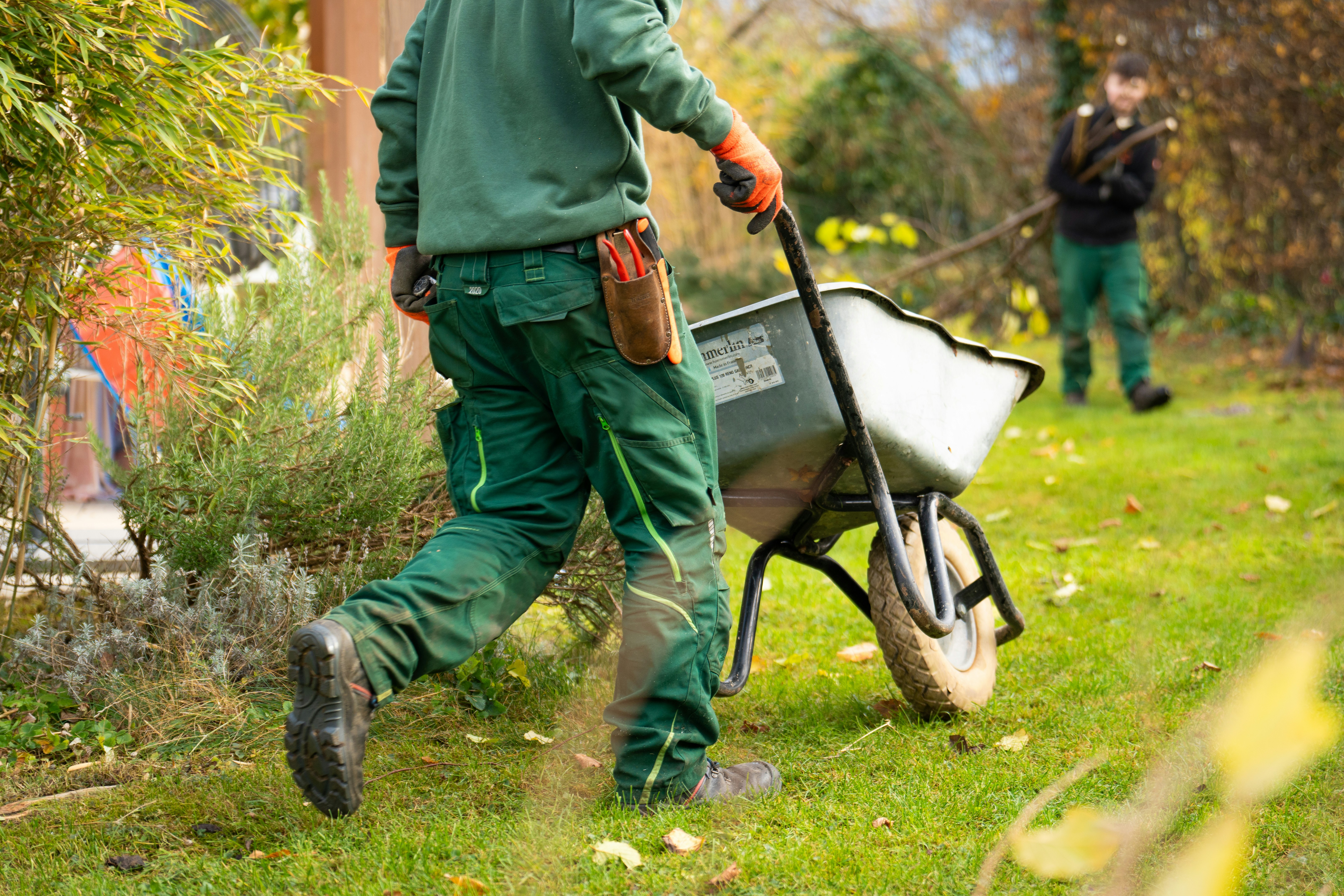 Gardener wheeling a barrow of cuttings through a border
